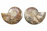 Cut & Polished, Crystal-Filled Ammonite Fossil - Madagascar #282590-1